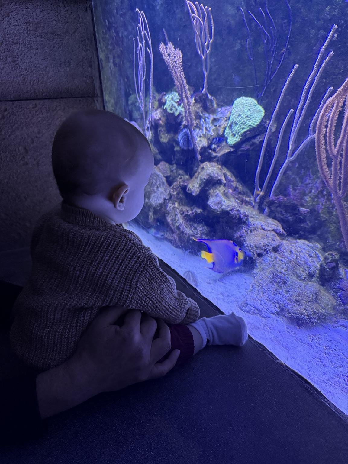 A baby watching a brightly colored fish through an aquarium window at Atlantis