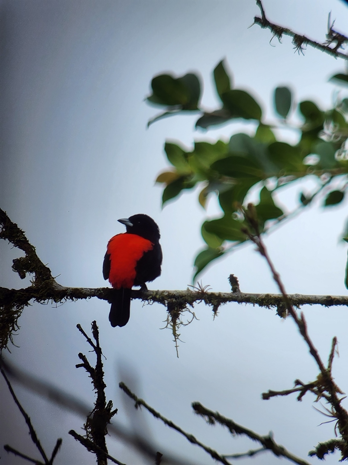 A red-and-black bird perched in the Arenal rainforest