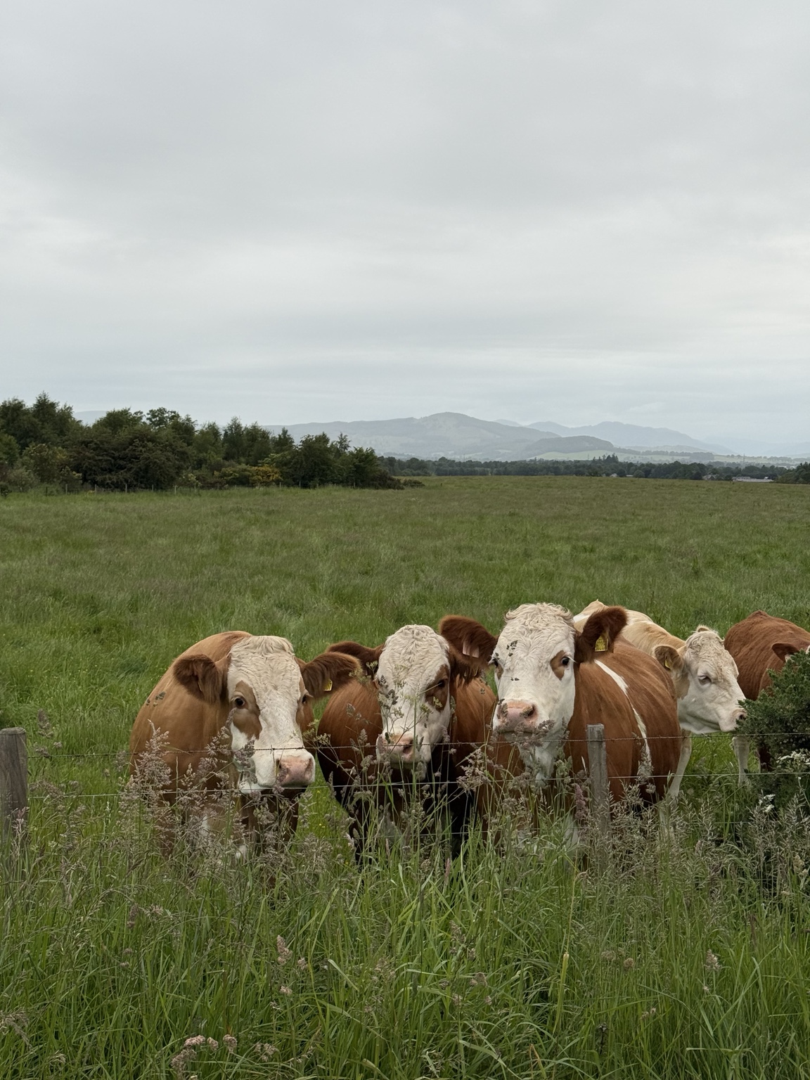 Curious cattle gathered beside a country field near Gleneagles with hills in the distance