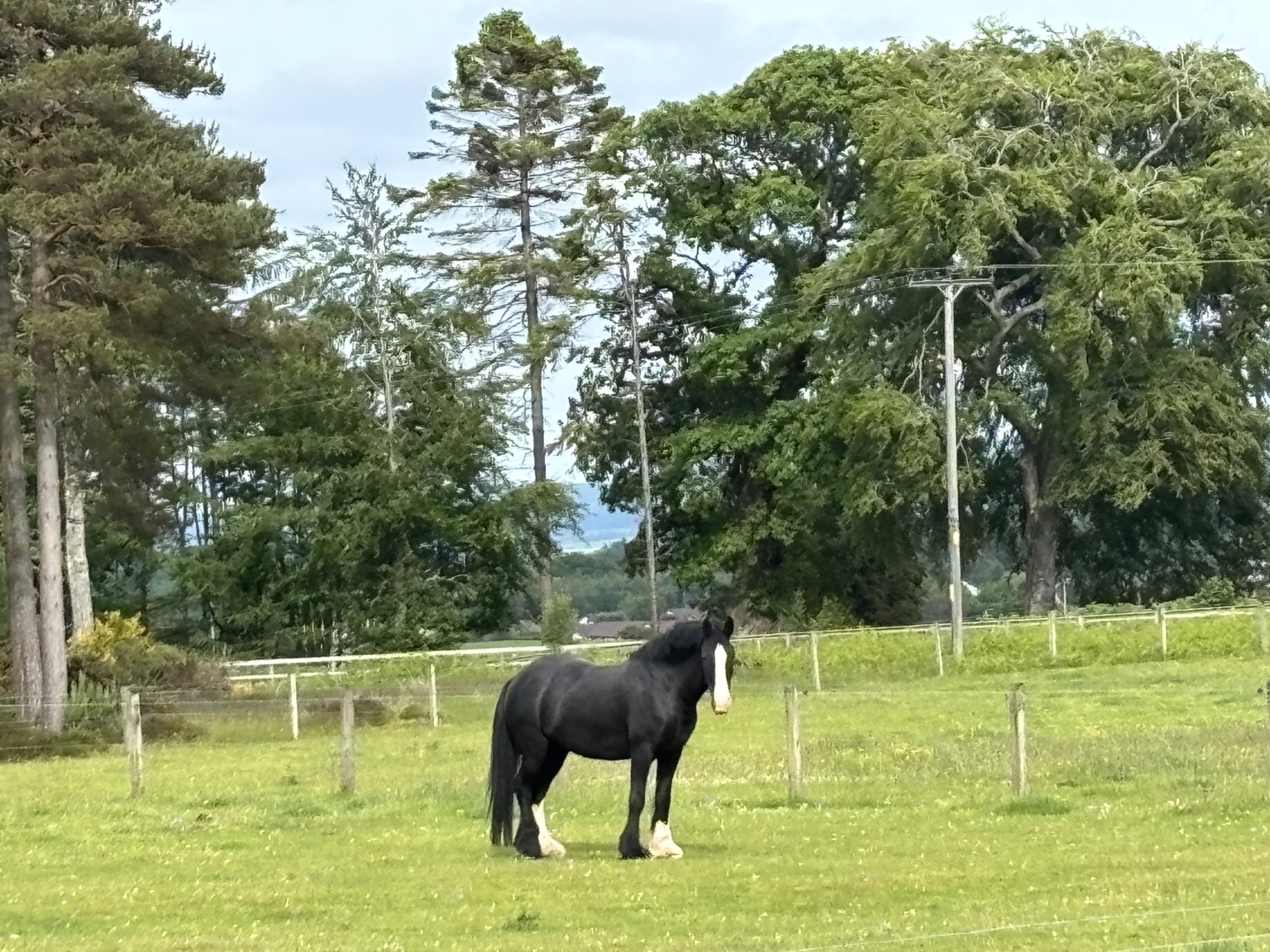 A black horse standing in a green field in the countryside near Gleneagles