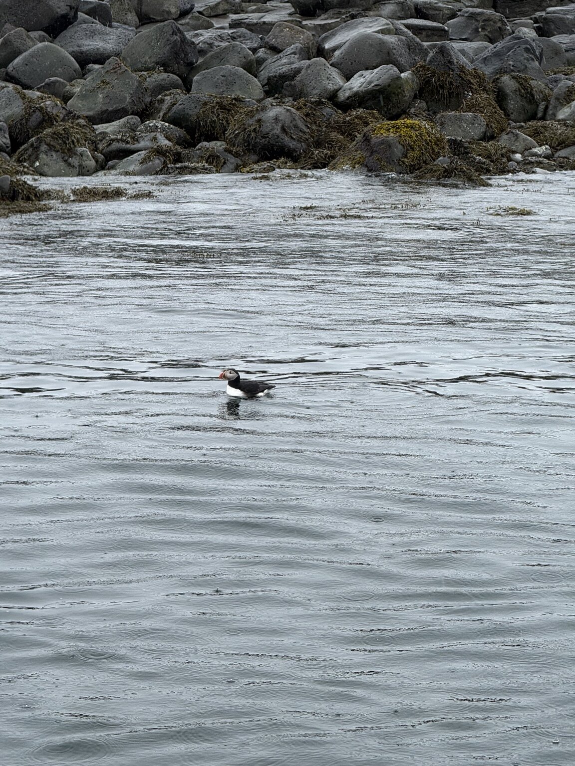 A puffin floating near the island off Reykjavík