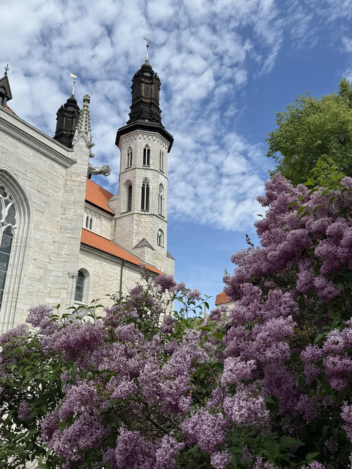 Visby cathedral framed by purple lilacs