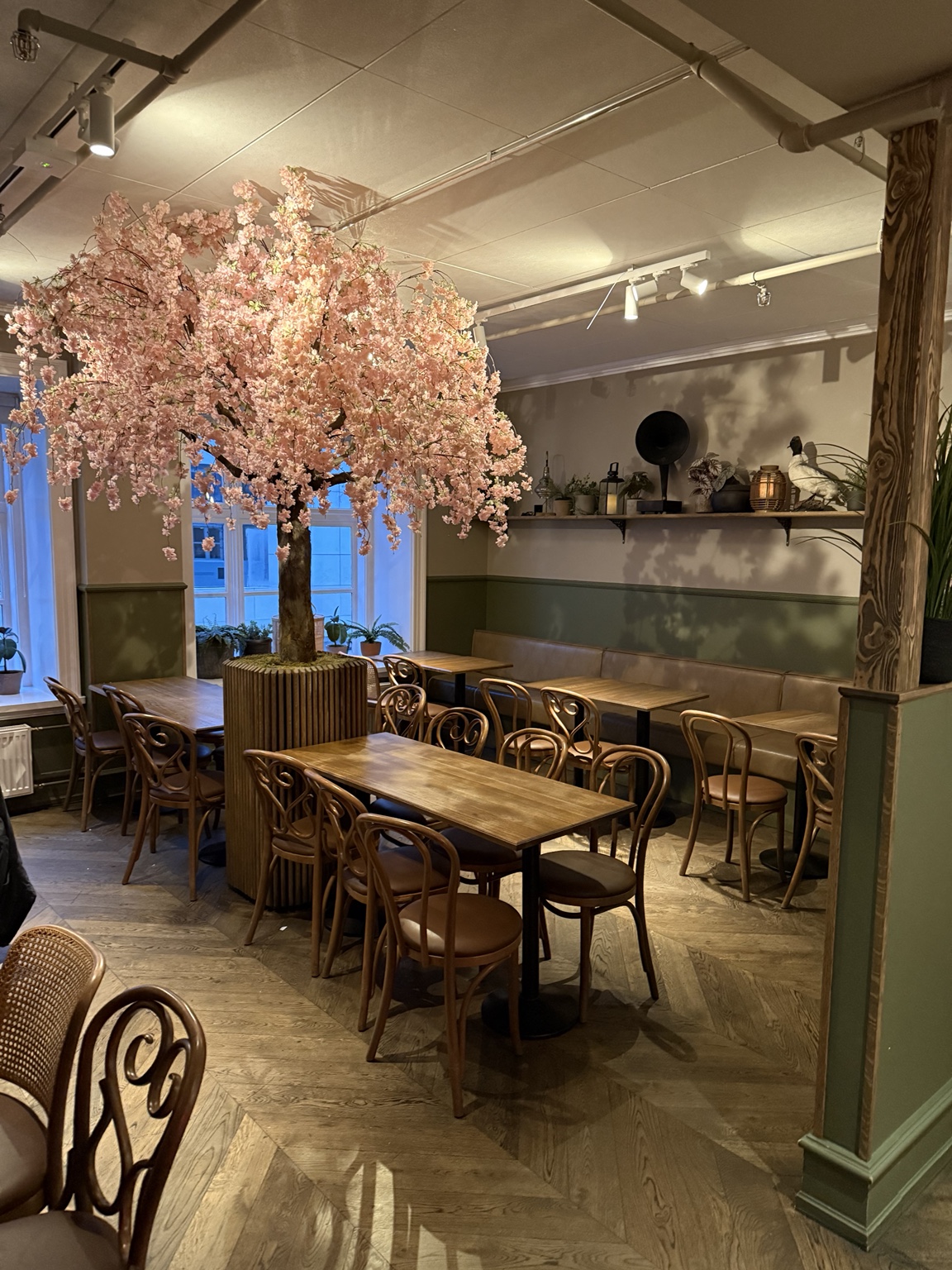 Wooden tables and chairs around a pink blossom tree in a Pósthús dining room